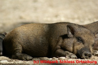 Schlafendes Hngebauchschwein aus dem Wildpark Schloss Ortenburg