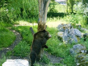 Bär kratzt sich am Baum
